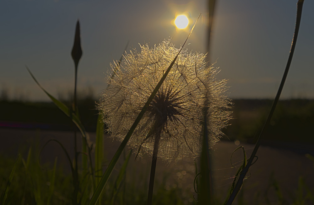 Pusteblume