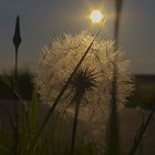 Pusteblume