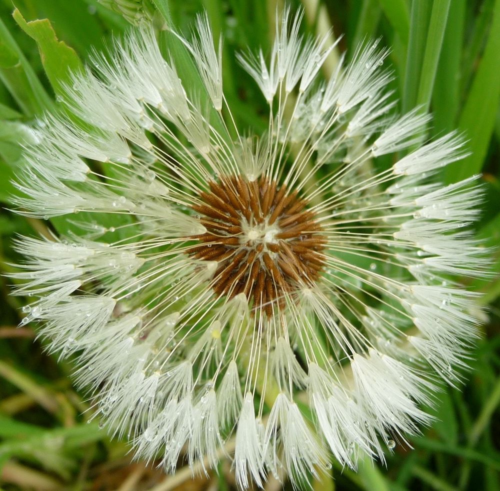 Pusteblume von Mariamo 