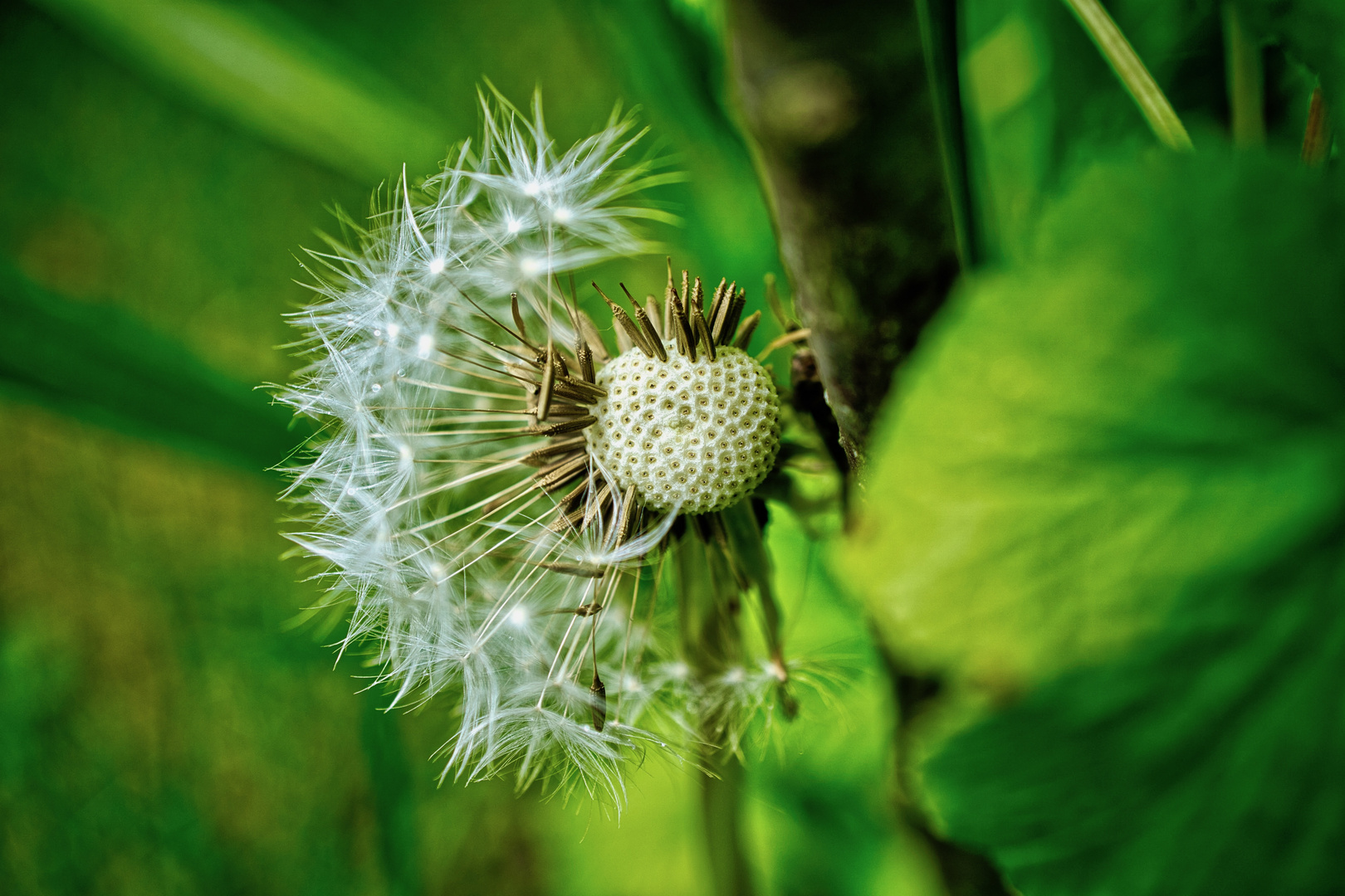 pusteblume