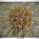 Pusteblume