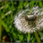 Pusteblume