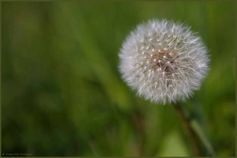 Pusteblume ....