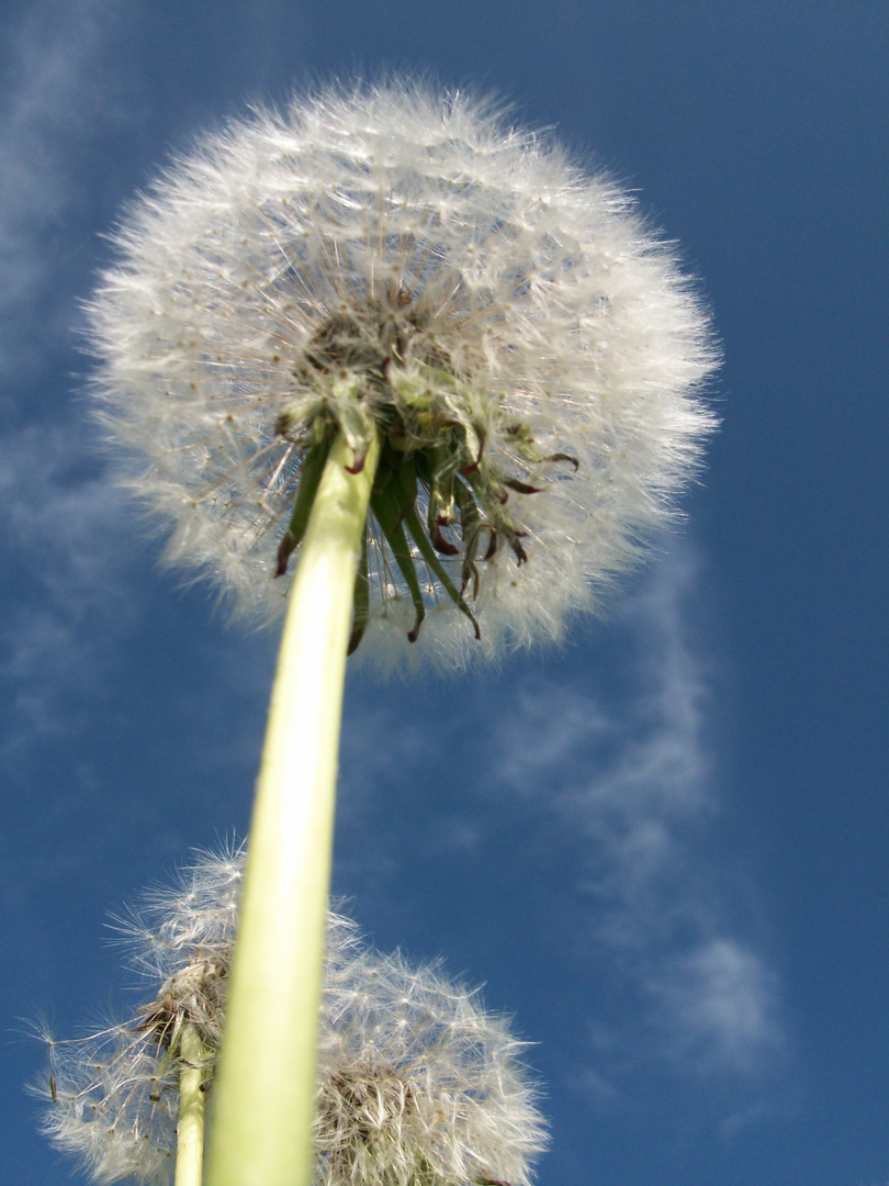 Pusteblume