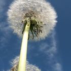 Pusteblume