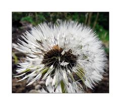 Pusteblume