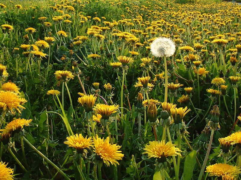 Pusteblume von Andreas Hornemann