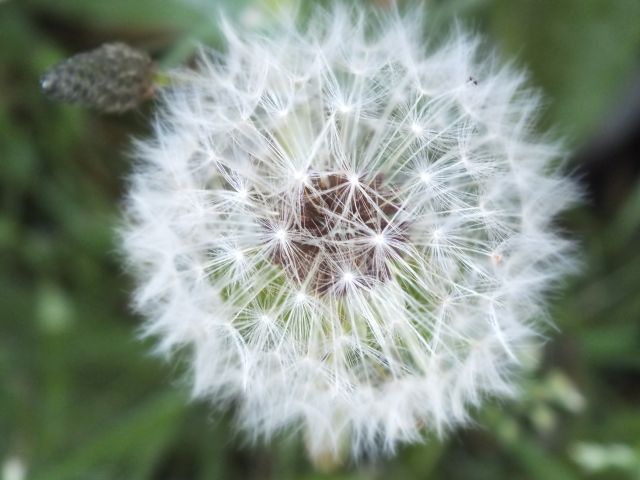 Pusteblume