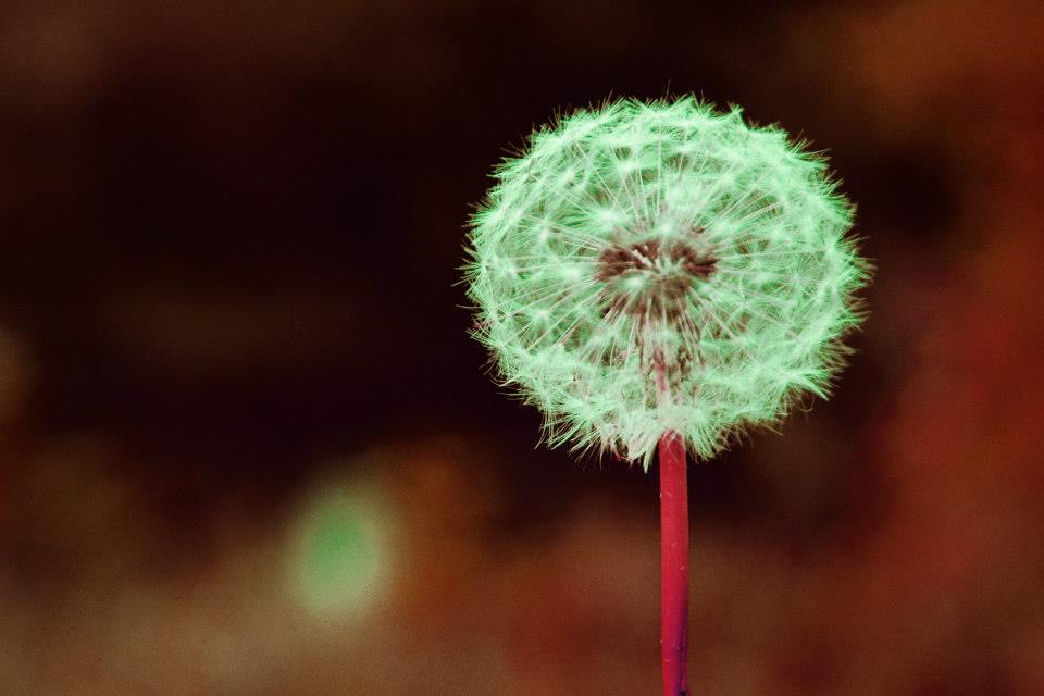 ...Pusteblume...