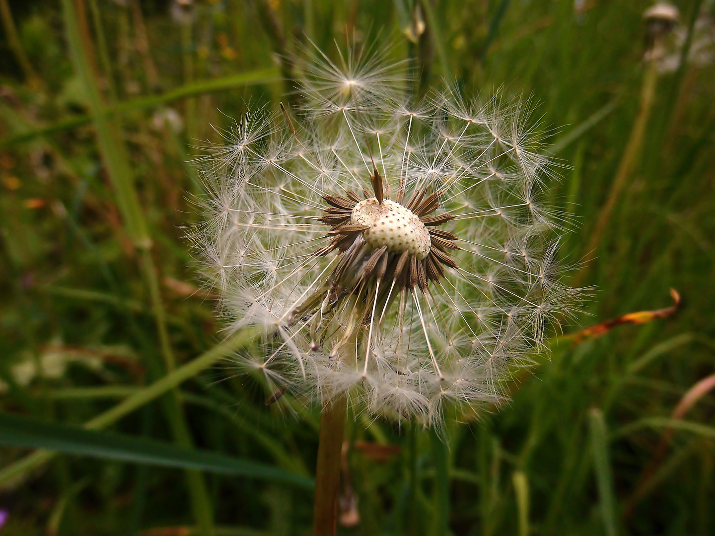 " Pusteblume "