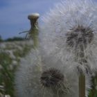 Pusteblume