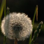 Pusteblume...