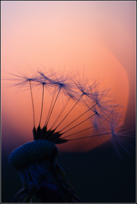 Pusteblume