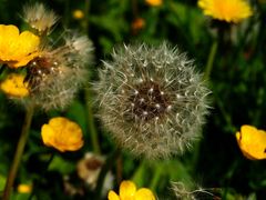 Pusteblume