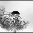 Pusteblume