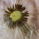 Pusteblume