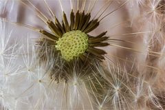 Pusteblume