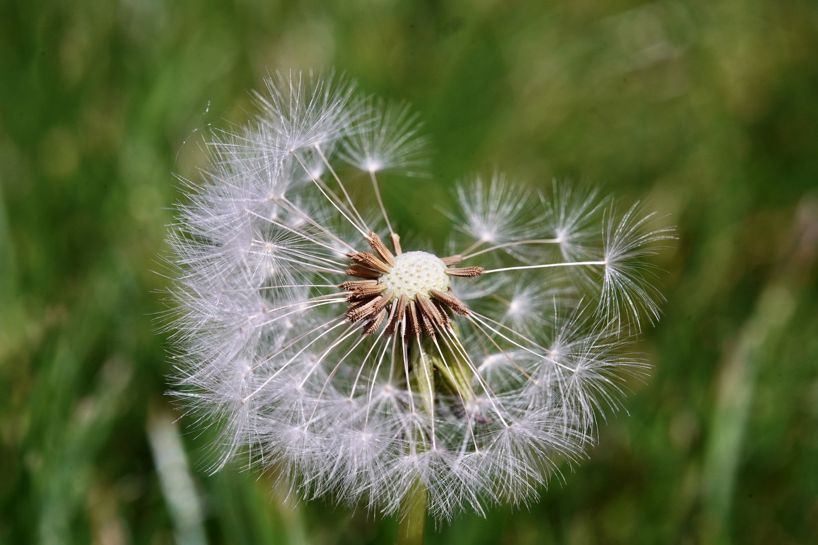 Pusteblume