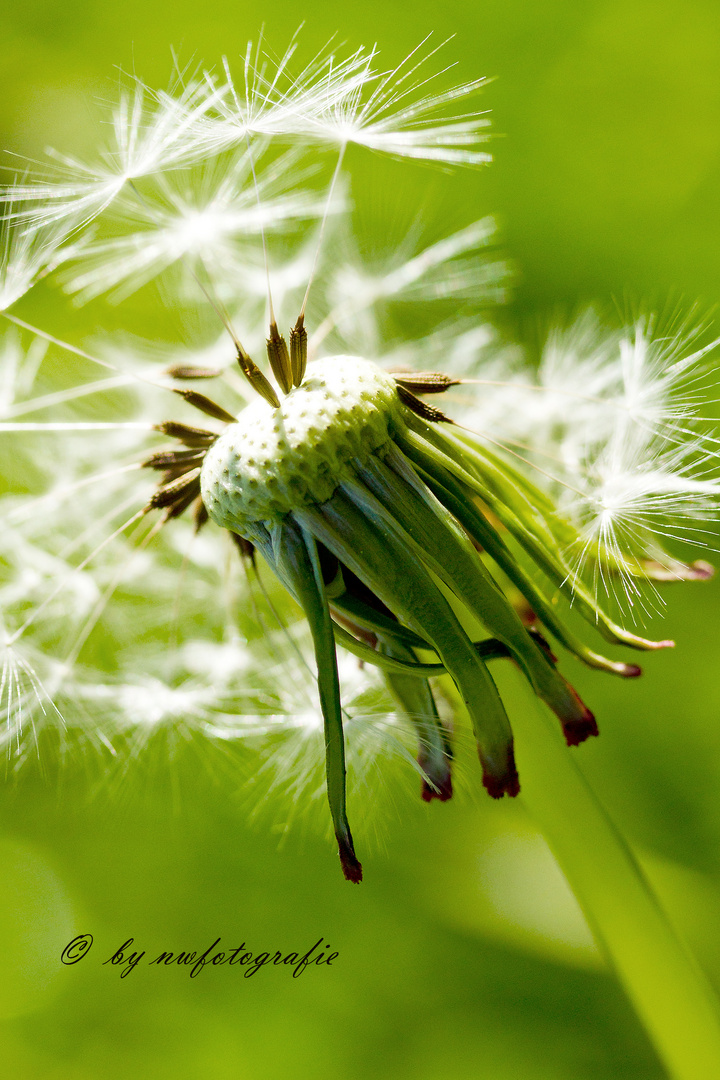 Pusteblume