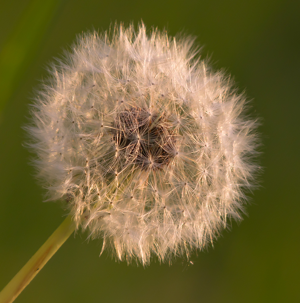 Pusteblume...