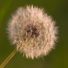 Pusteblume...