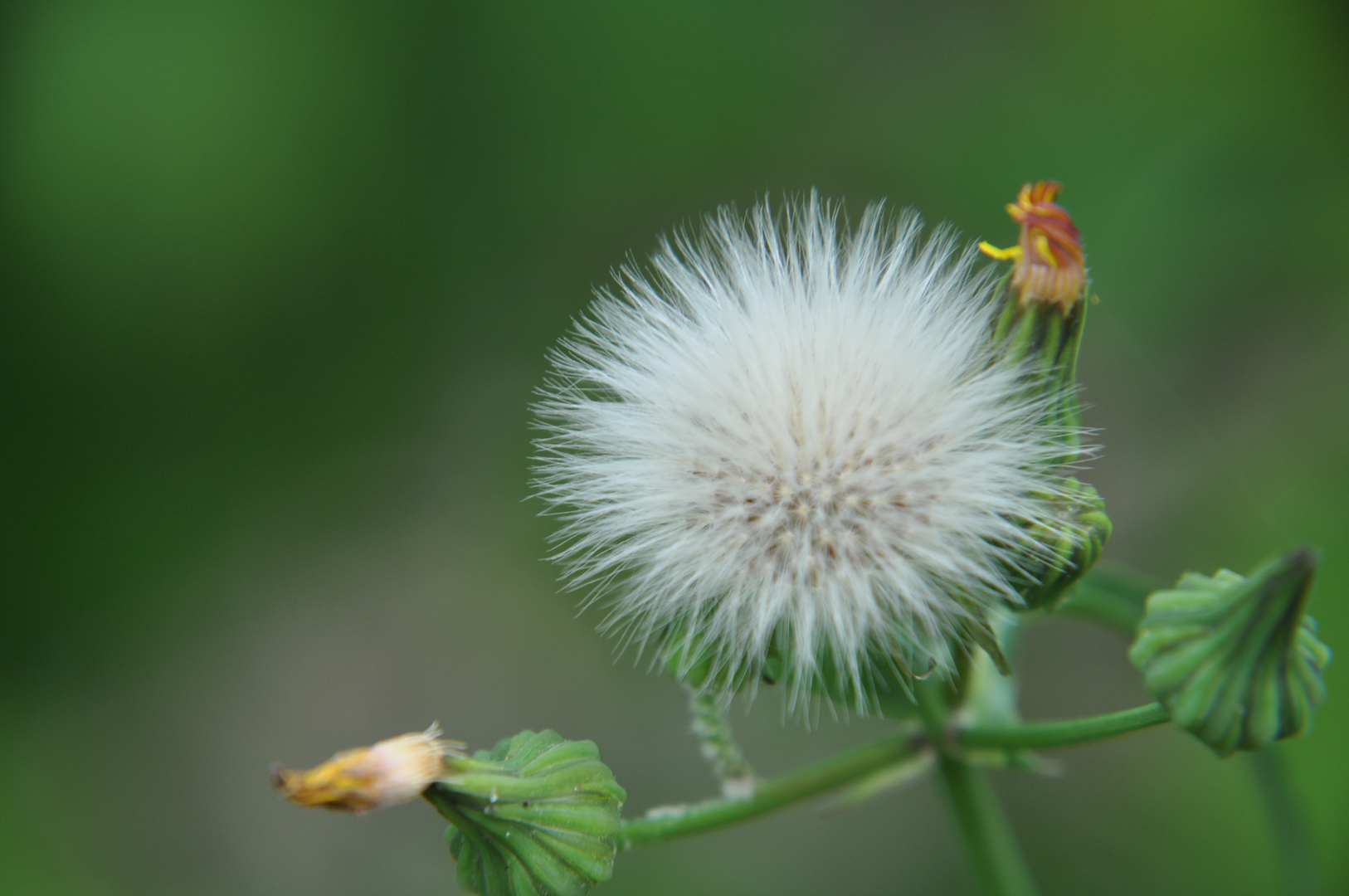 Pusteblume