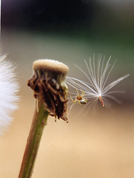 Pusteblume