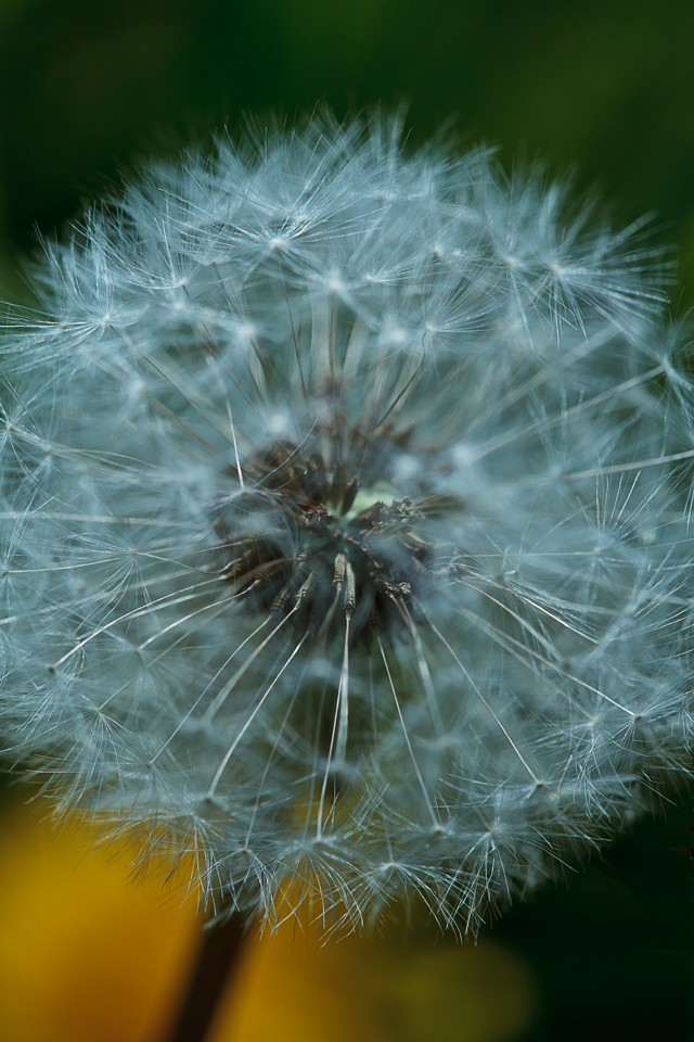 Pusteblume