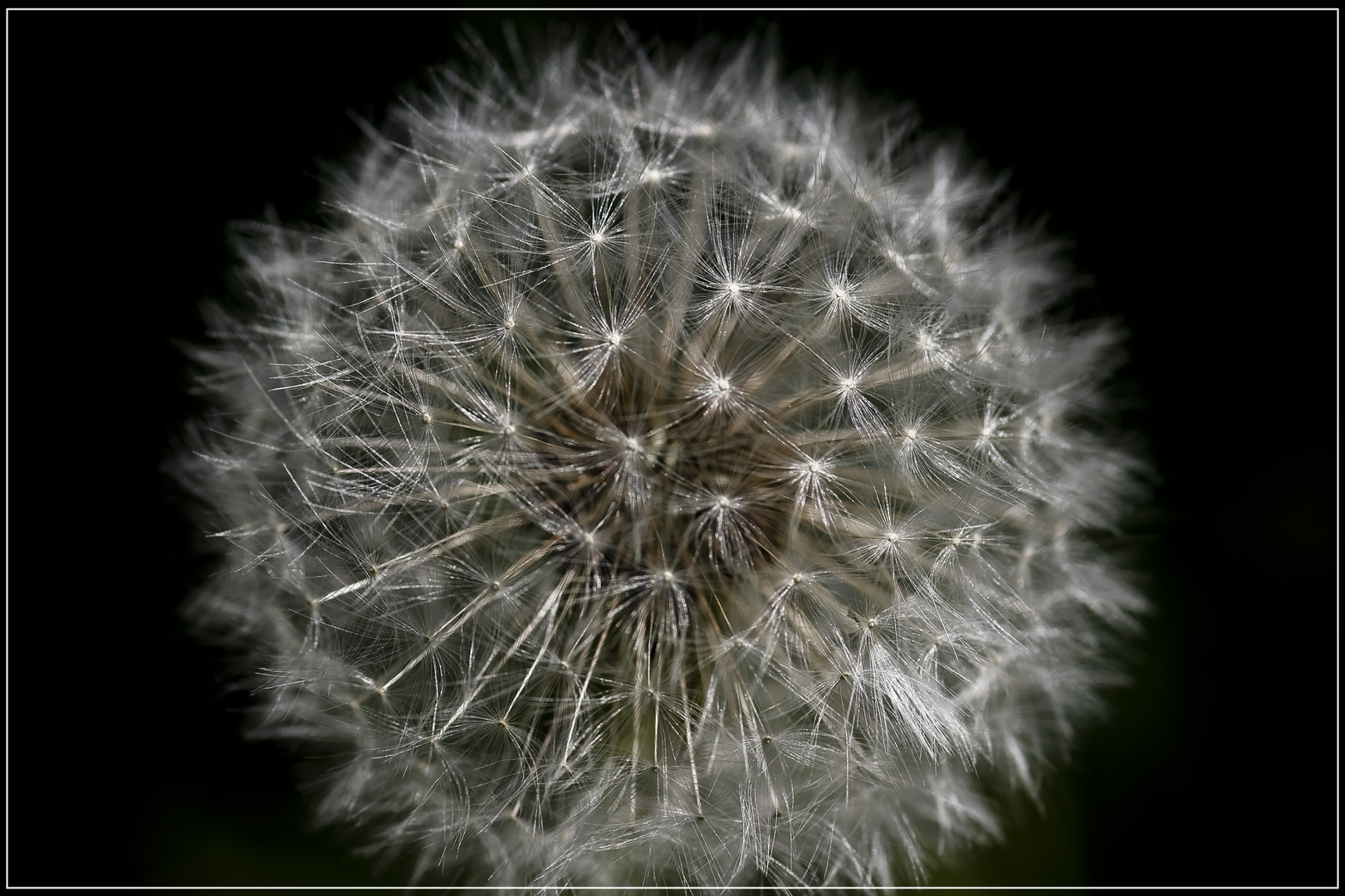 Pusteblume