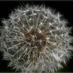 Pusteblume