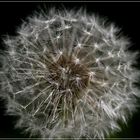 Pusteblume