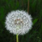 Pusteblume