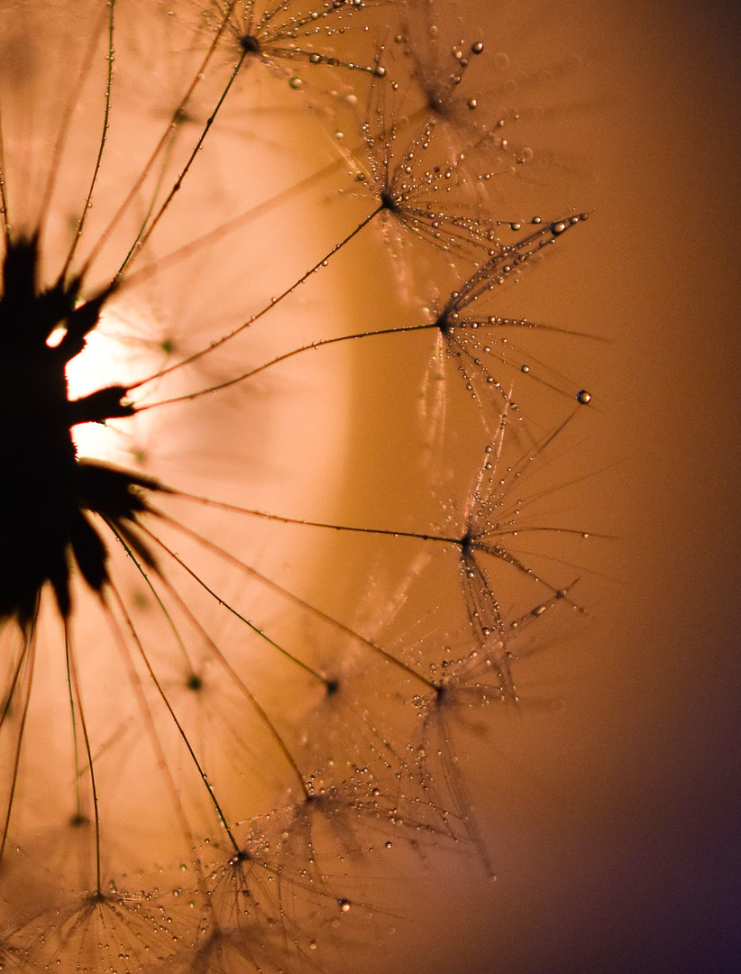 Pusteblume Abendlicht