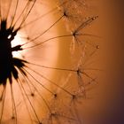 Pusteblume Abendlicht