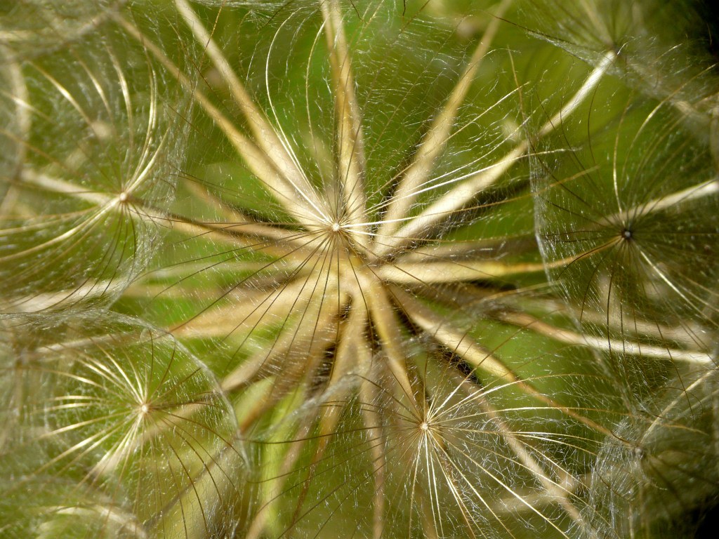 Pusteblume - aber kein Löwenzahn