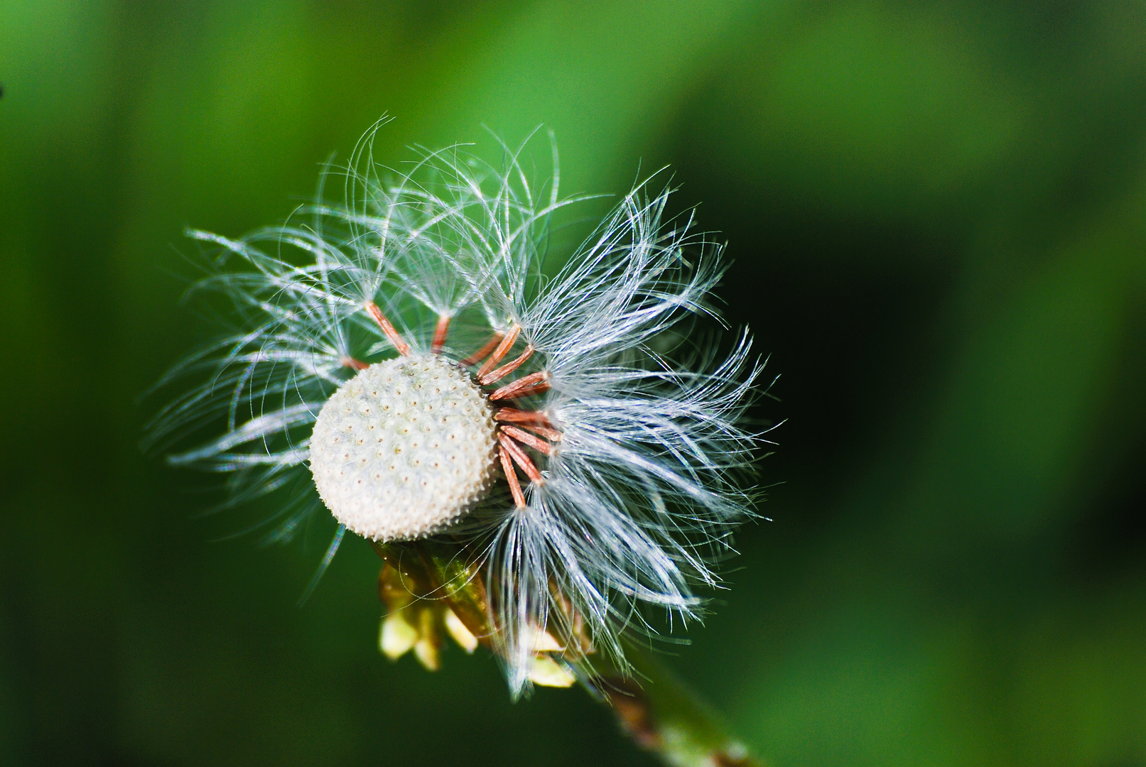 Pusteblume