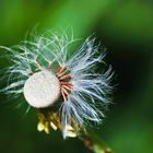 Pusteblume