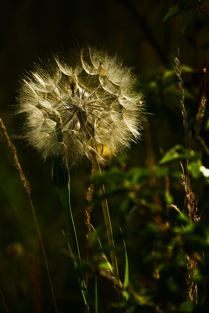 Pusteblume