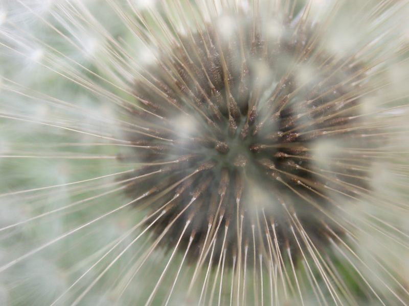 pusteblume