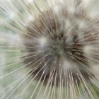 pusteblume