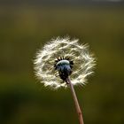 "Pusteblume"