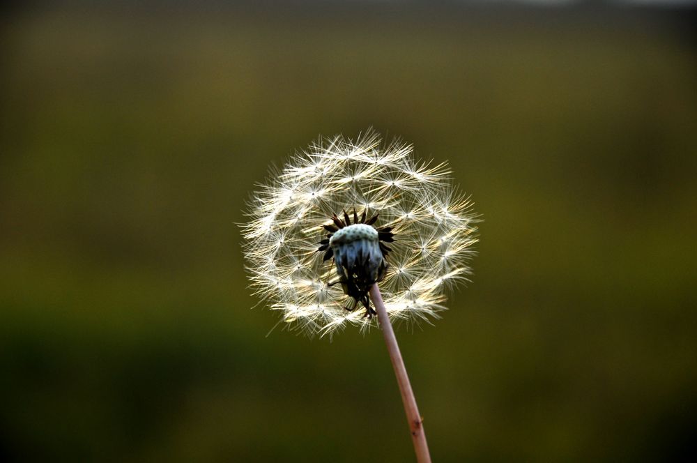 "Pusteblume"