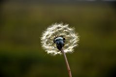 "Pusteblume"