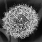 Pusteblume