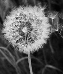 Pusteblume