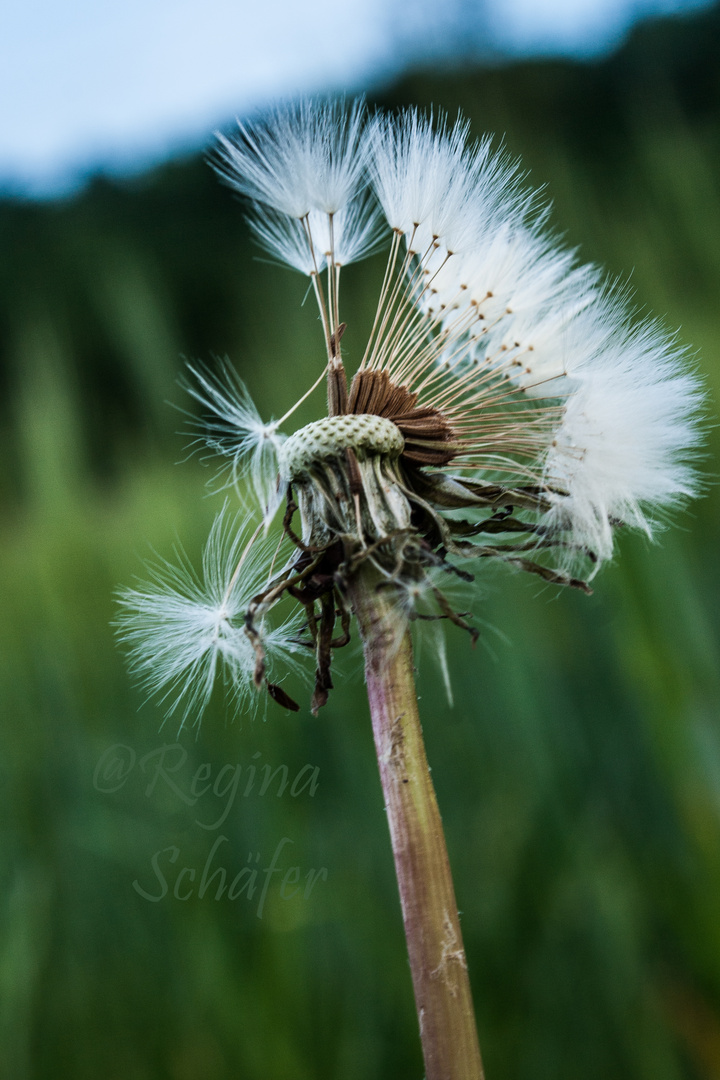 Pusteblume