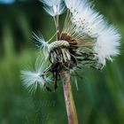 Pusteblume