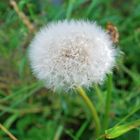 Pusteblume