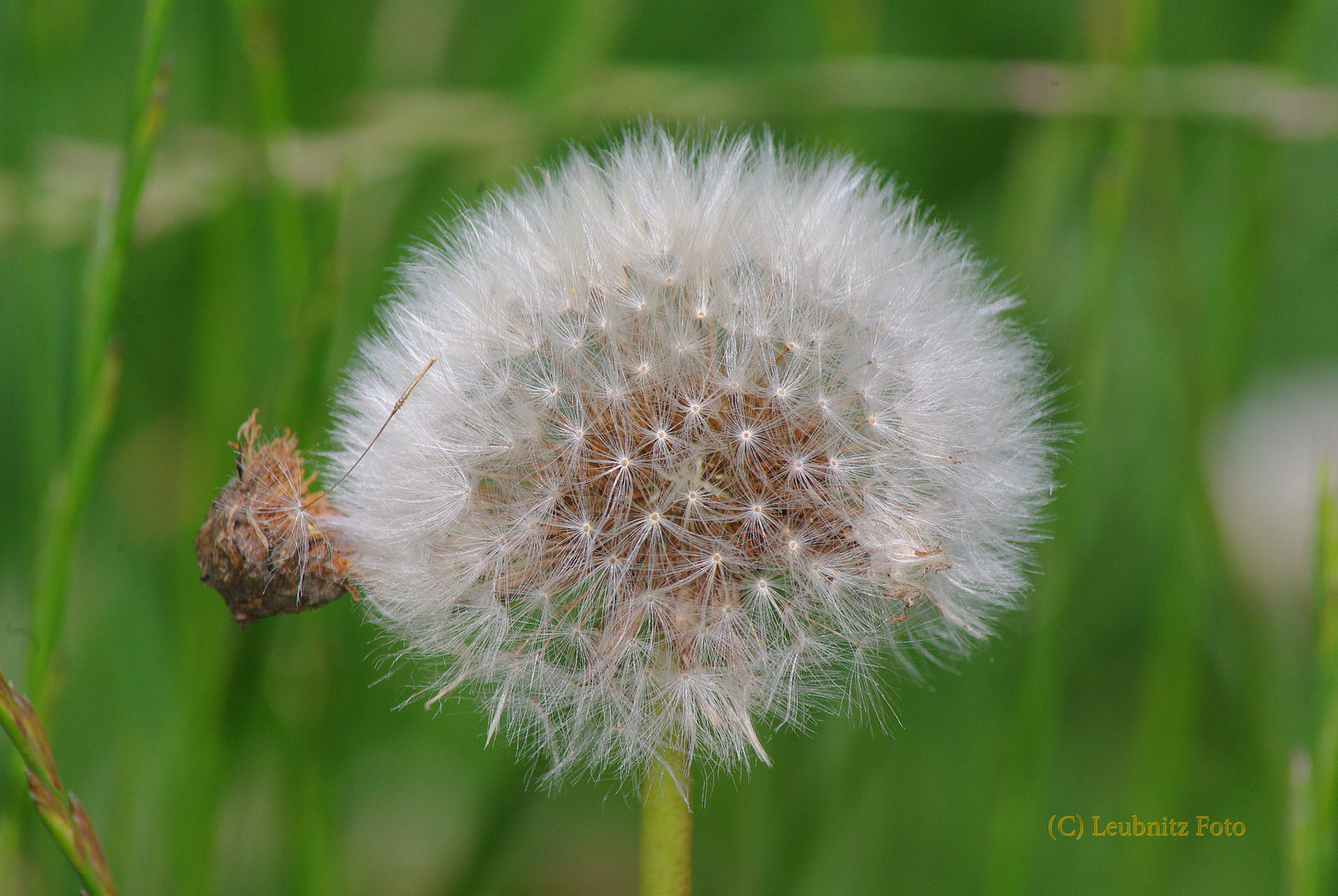 Pusteblume