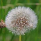 Pusteblume